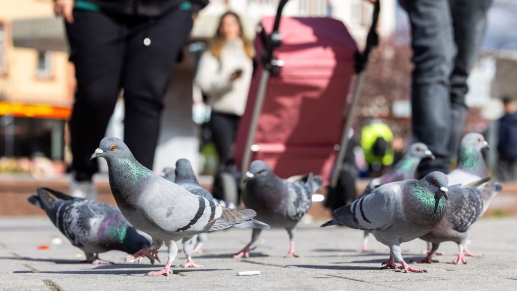 Tiere: Limburg gibt Plan zur Taubentötung auf