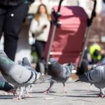 Tiere: Limburg gibt Plan zur Taubentötung auf