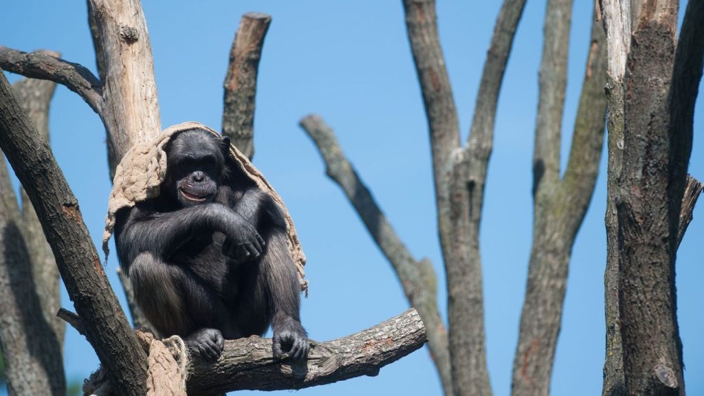 Tiere: Zoo Magdeburg lädt zu Führungen an Großbaustelle ein