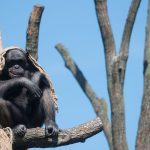 Tiere: Zoo Magdeburg lädt zu Führungen an Großbaustelle ein