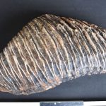 Fund aus grauer Vorzeit: Düsseldorfer findet Mammut-Zahn am Rhein