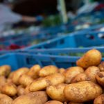 Landwirtschaft: Bayerns Anbaufläche für Kartoffeln wächst