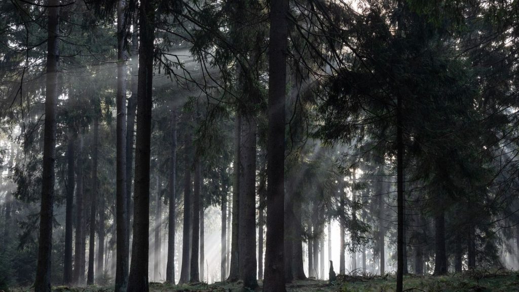 Natur: Odenwaldkreis mit größtem Waldanteil im Land