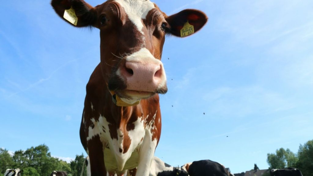 Rinderherde zieht durch Ort im Allgäu: Autos und Gärten demoliert