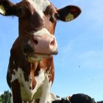 Rinderherde zieht durch Ort im Allgäu: Autos und Gärten demoliert