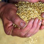 Erntebilanz: Ernte Top, Preise Flop: Landwirte klagen über maue Erlöse