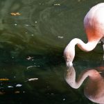 Allein im Titisee: Flamingo strandet im Schwarzwald