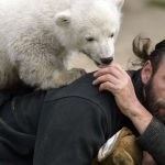 Tiergeschichte: Museumsdirektor: Hype um Eisbär Knut kaum mehr spürbar