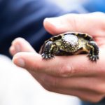Naturschutz: Wiederansiedlung: 500. Sumpfschildkröte wird ausgewildert