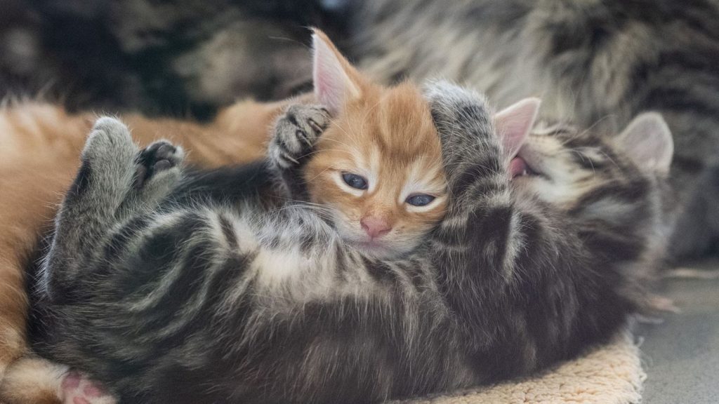 Tierheim Berlin: Berliner Tierheim nimmt in den Ferien mehr als 300 Tiere auf
