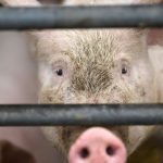 Bundesförderprogramm für Umbau von Ställen wird eingestellt