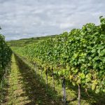 Essen und Trinken: Vorerst doch keine Pflichtabgabe für Winzer