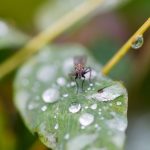 Wetter: Wechselhaftes Herbstwetter zur Kommunalwahl in NRW