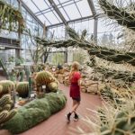 Seltene Pflanzen: Kaktus-Diebe schlagen immer wieder in Botanischen Gärten zu