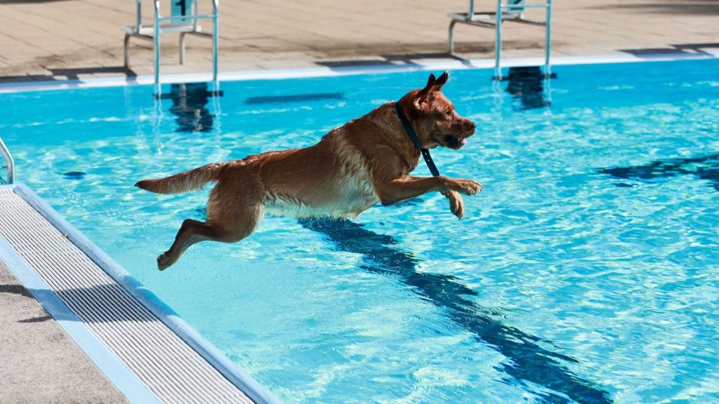 Freizeit: Hunde planschen zum Saisonabschluss im Ilsestrandbad