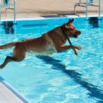 Freizeit: Hunde planschen zum Saisonabschluss im Ilsestrandbad