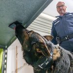 Polizeiausbildung: Feine Nase: Polizeihund Dimi erschnüffelt Datenträger
