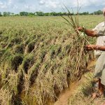 Indien und Pakistan: Wie der Basmati-Streit in der EU ankommt