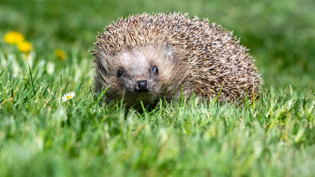 Igelsterben: Igel in Gefahr – Nabu fordert Nachtfahrverbot für Mähroboter