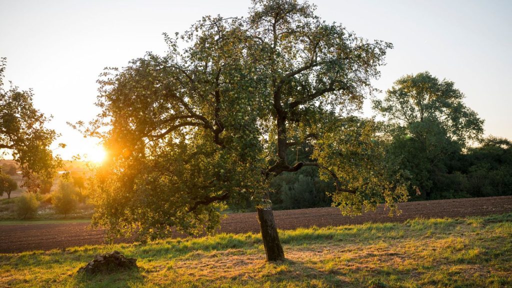 Wetter: Spätsommer kehrt zurück - Bis zu 29 Grad am Freitag
