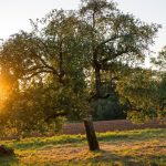 Wetter: Spätsommer kehrt zurück - Bis zu 29 Grad am Freitag