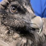 Grenzgebiet zu Österreich: Bartgeier-Dame Bavaria spurlos verschwunden