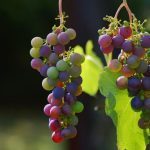 Wein- und Genussreisen im Herbst: Vom hessischen Rheingau bis nach Bordeaux