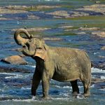 Handel mit Wildtieren: Elefantenhalter in Sri Lanka zu 15 Jahren Haft verurteilt