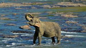 Handel mit Wildtieren: Elefantenhalter in Sri Lanka zu 15 Jahren Haft verurteilt
