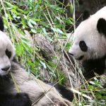 In Frankreich lebendes Pandapaar soll zurück nach China