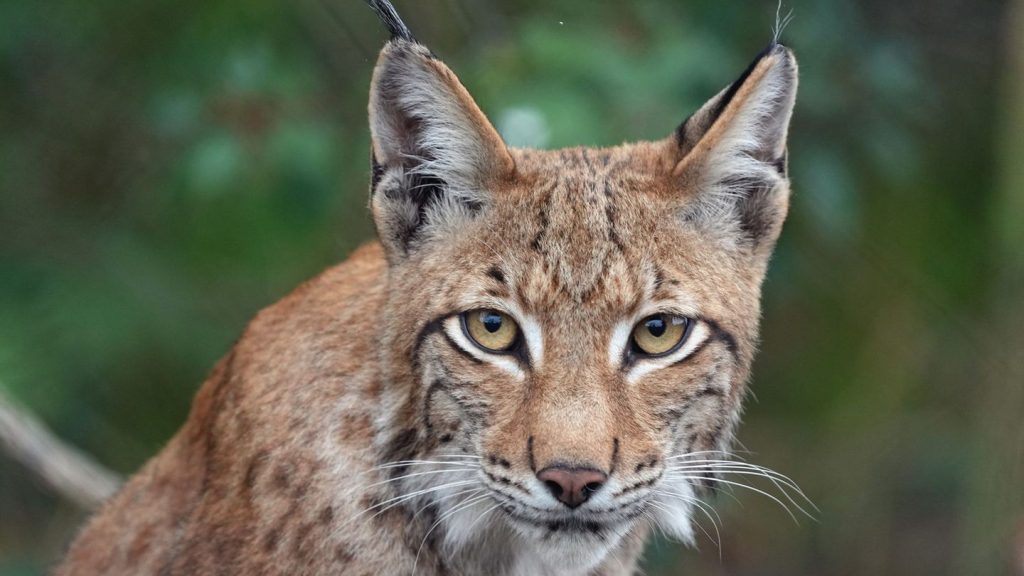 Tierschutz: Luchs Baron stirbt kurz nach Rückkehr in die Natur