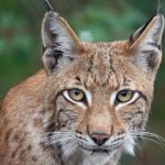 Tierschutz: Luchs Baron stirbt kurz nach Rückkehr in die Natur