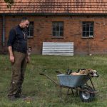 War es ein Wolf?: Hat ein Wolf Schafe in Hamburg gerissen? Genprobe noch offen