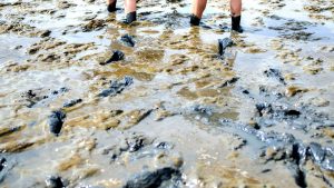Landkreis Aurich: Tourist sinkt hüfttief in Wattenmeer-Schlick ein