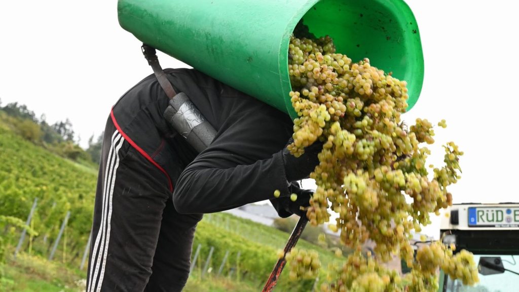 Wein: Winzer im Rheingau melden eine der schnellsten Ernten