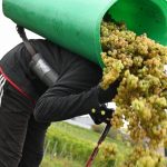 Wein: Winzer im Rheingau melden eine der schnellsten Ernten