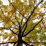 Herbstwetter: Bis zu 20 Grad: Etwas mildere Temperaturen in Hessen