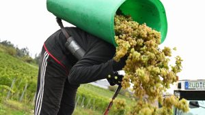 Was ins Glas kommt: Top-Weinjahrgang nach Turbolese erwartet