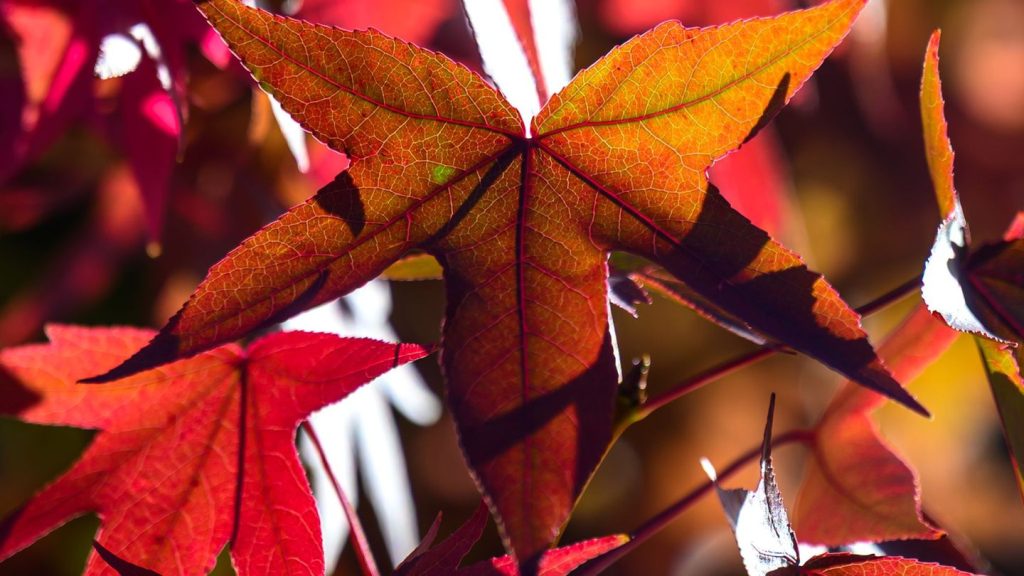 Wetter: Kühler Wochenstart im Osten - Nächte bringen Bodenfrost