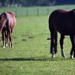 Tiere: Pferd springt aus fahrendem Anhänger auf Autobahn und stirbt