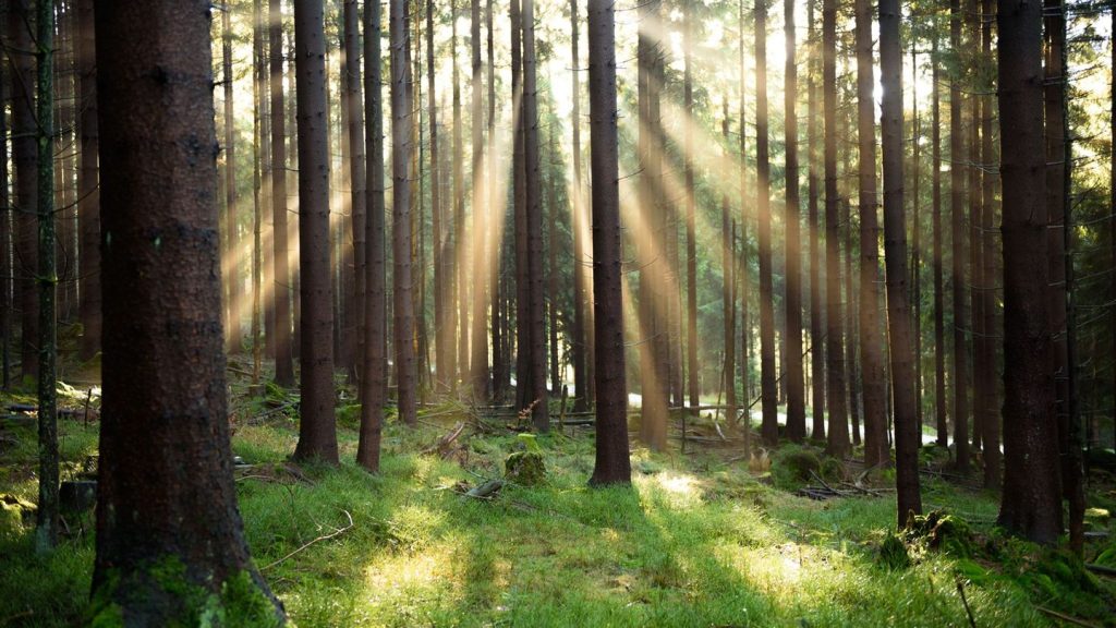 Europäische Umweltagentur: Europas Umwelt kränkelt - und das hat Folgen