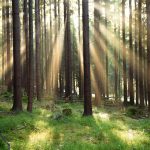 Europäische Umweltagentur: Europas Umwelt kränkelt - und das hat Folgen