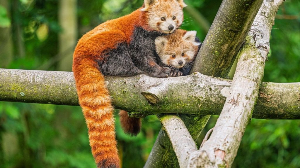 Seltene Tiere: Nachwuchs bei den Roten Pandas im Opel-Zoo