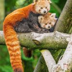 Seltene Tiere: Nachwuchs bei den Roten Pandas im Opel-Zoo