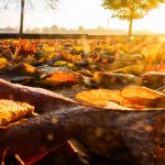 Wetter: Sonnige Tage, kühle Nächte – Herbst zeigt sich freundlich