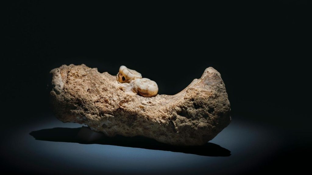 Paläontologie: Steinzeit-Cousin: Auf der Suche nach dem mysteriösen Denisova-Menschen