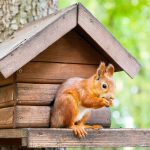 Winterfütterung: Eichhörnchen-Futterhaus: So richten Sie eine geeignete Futterstelle ein