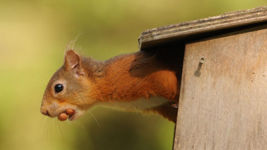 Waldbewohner im Garten: Wie man Kobel für Eichhörnchen richtig auswählt – ein Überblick zu Nisthilfen