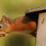 Waldbewohner im Garten: Wie man Kobel für Eichhörnchen richtig auswählt – ein Überblick zu Nisthilfen