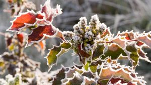 Eisige Nächte: Auf dem Balkon und im Garten: So schützen Sie Pflanzen vor Frost